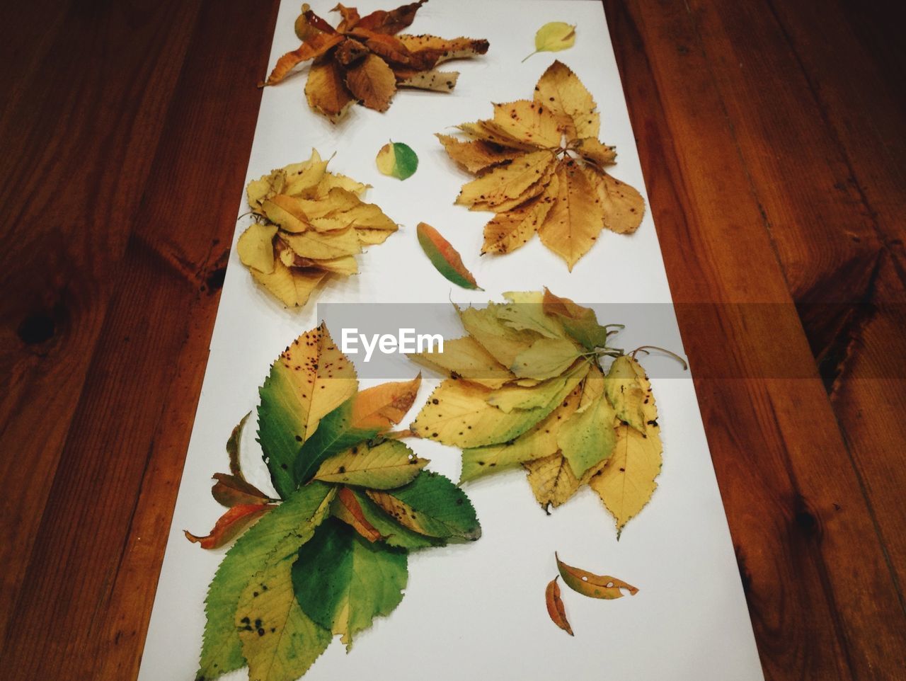 High angle view of multi colored leaves on hardwood floor during autumn