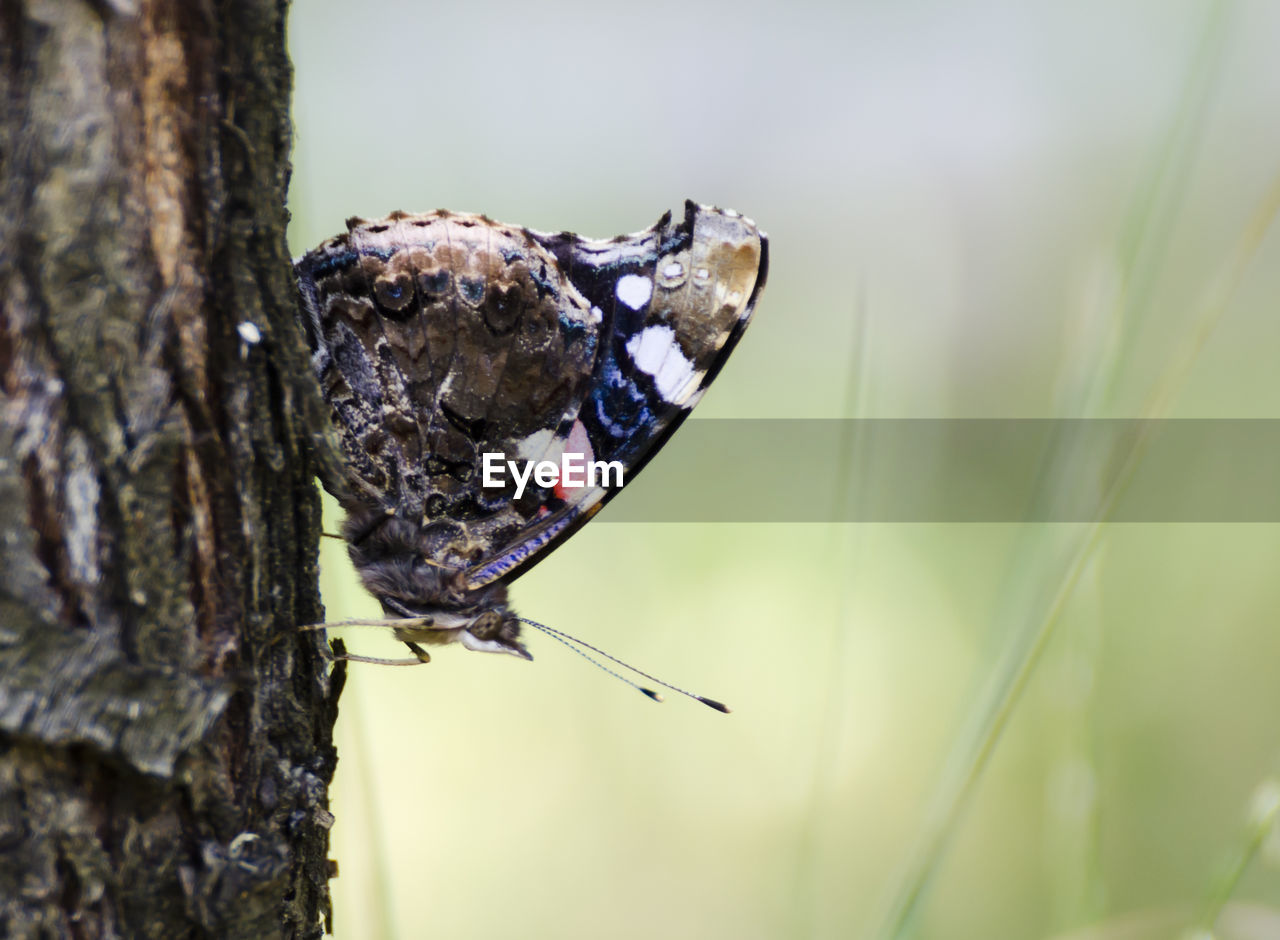 CLOSE-UP OF BUTTERFLY ON TREE TRUNK AGAINST PLANTS