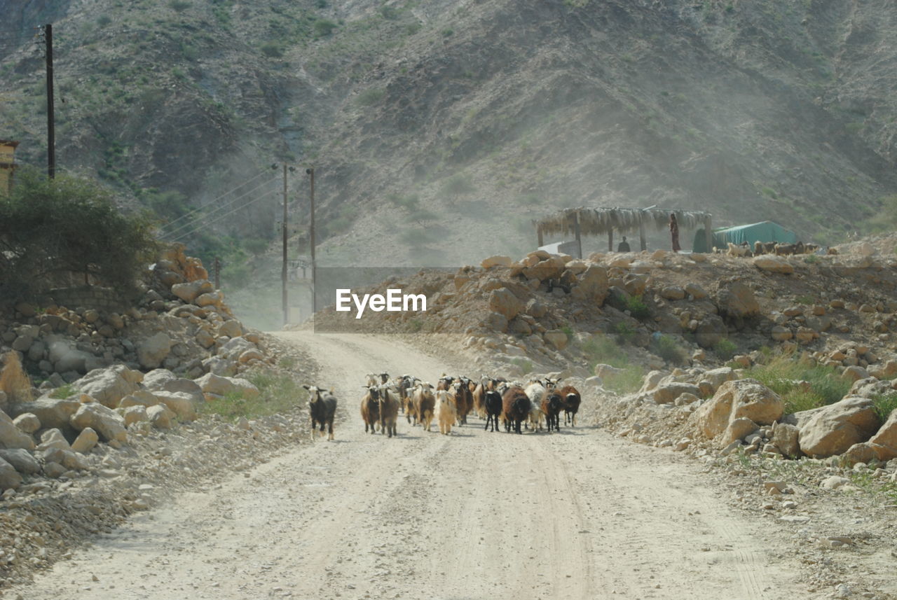 Flock of sheep on dirt road