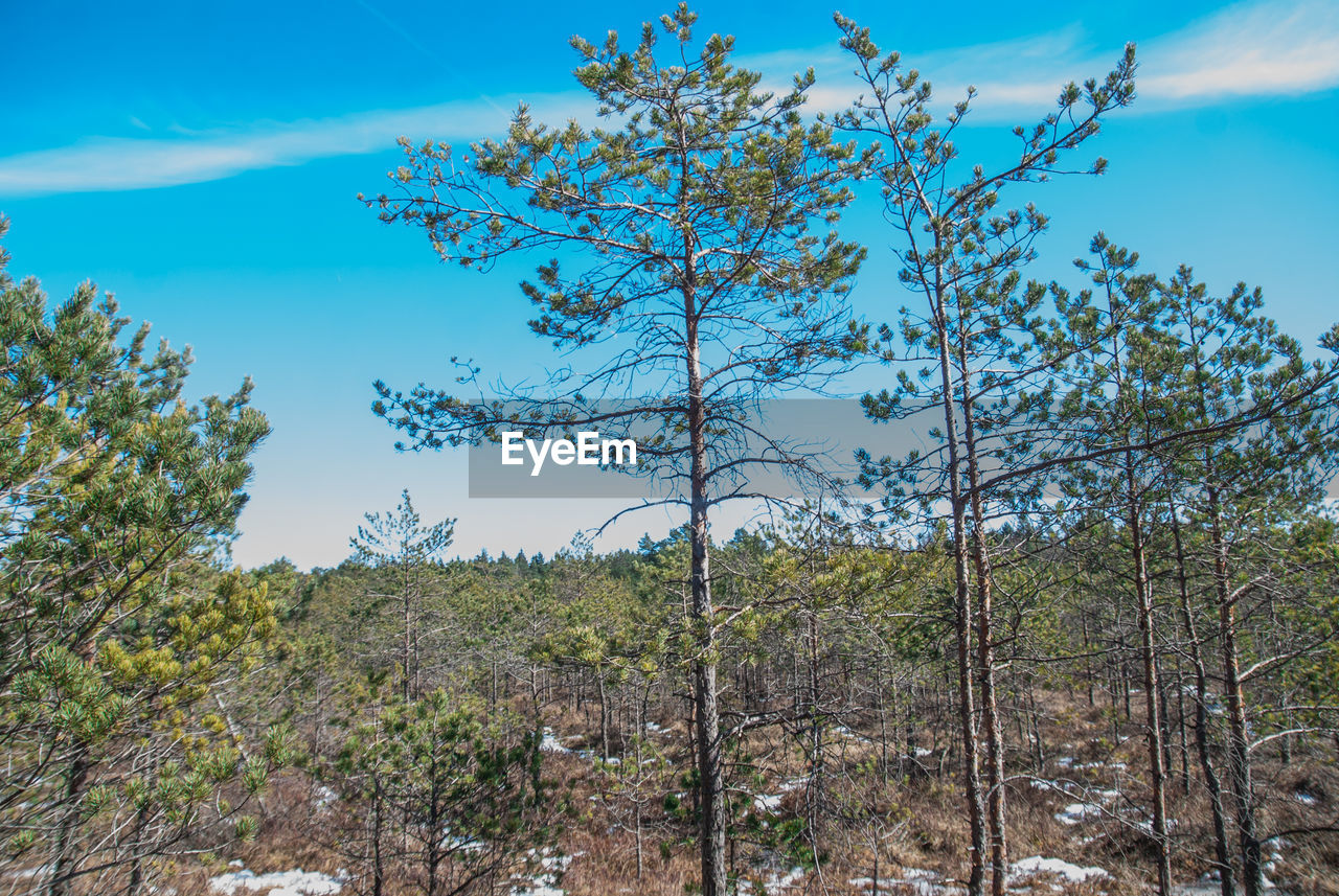 VIEW OF TREES IN FOREST