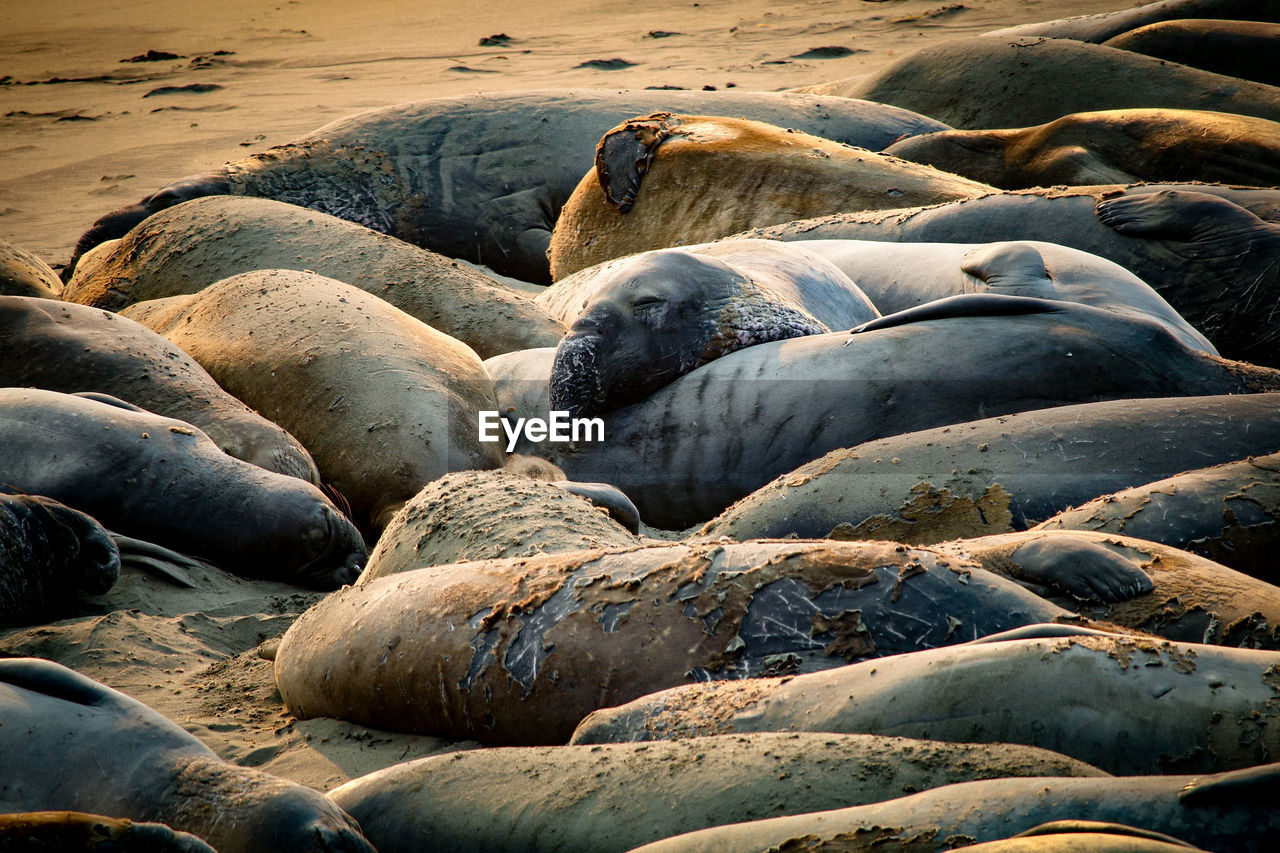 Group of sea lions on beach