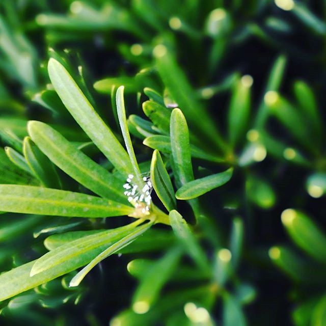 CLOSE-UP OF PLANTS