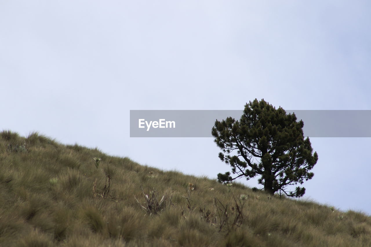 TREES ON GRASSY FIELD AGAINST SKY