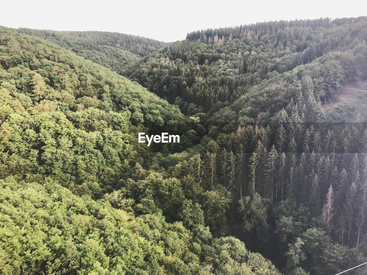 HIGH ANGLE VIEW OF PINE TREES