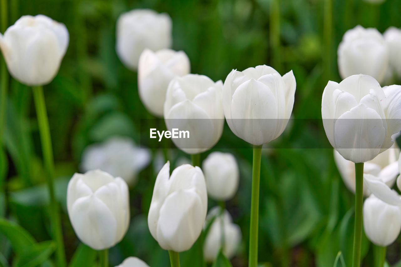 plant, flower, flowering plant, beauty in nature, freshness, white, nature, tulip, petal, close-up, fragility, flower head, inflorescence, growth, springtime, no people, green, focus on foreground, outdoors, plant bulb, botany, leaf, plant part, day, blossom, flowerbed, land