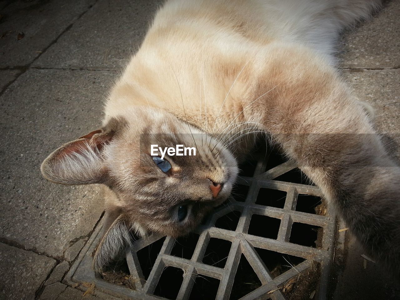 Close-up portrait of cat relaxing on sewer