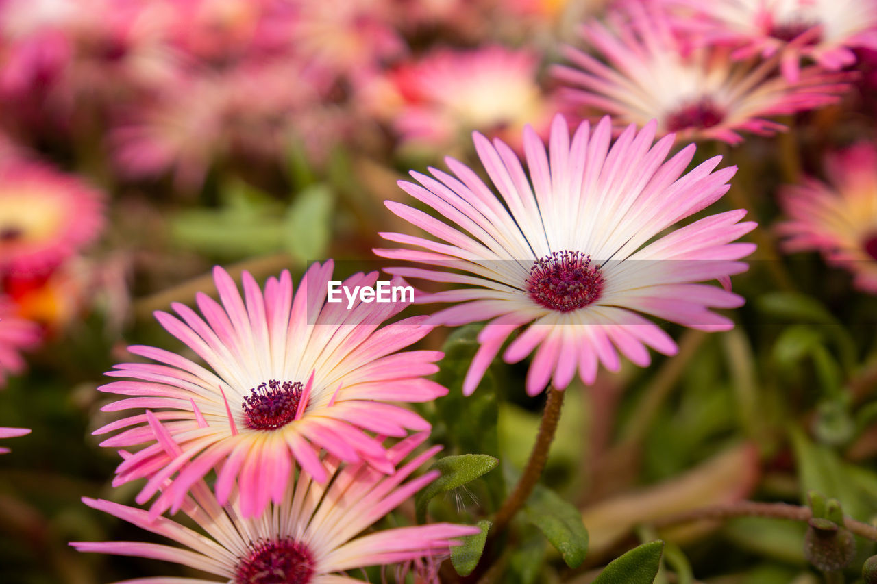 flower, flowering plant, plant, freshness, beauty in nature, close-up, pink, flower head, petal, nature, macro photography, growth, inflorescence, fragility, no people, focus on foreground, purple, daisy, outdoors, summer, pollen, botany, magenta, day, ice plant, selective focus, garden, blossom