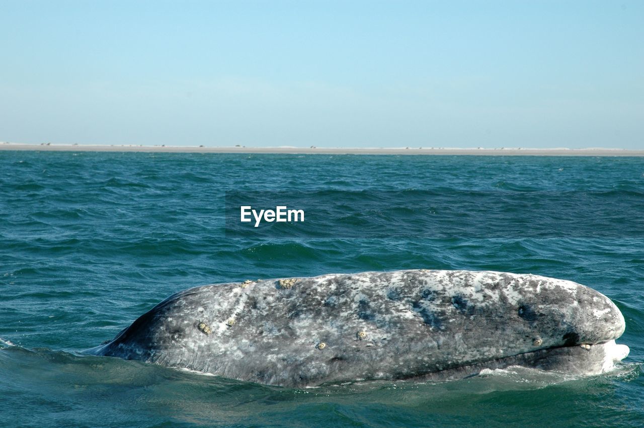 Gray whale swimming in sea against clear sky