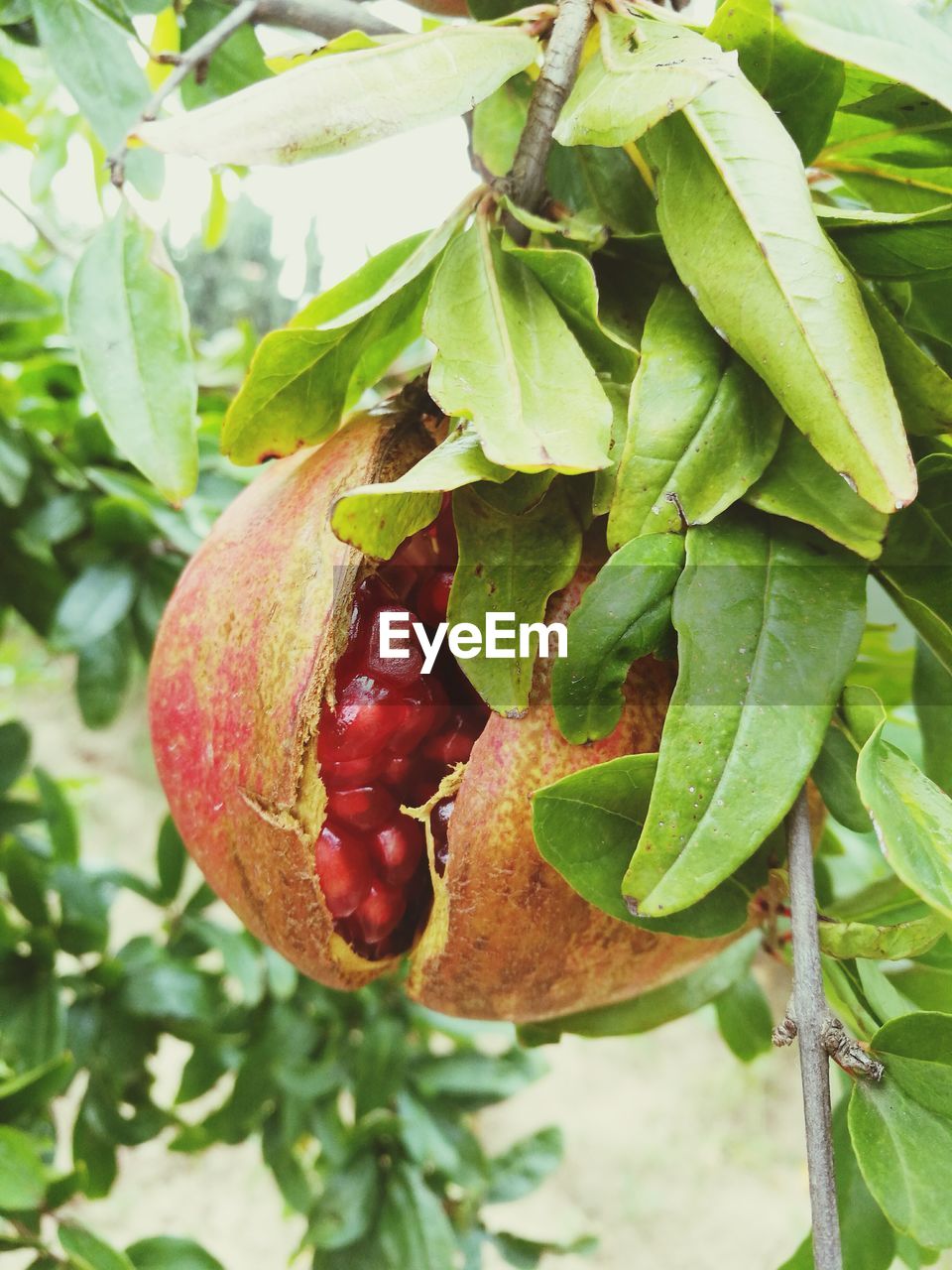 CLOSE-UP OF FRUITS ON TREE