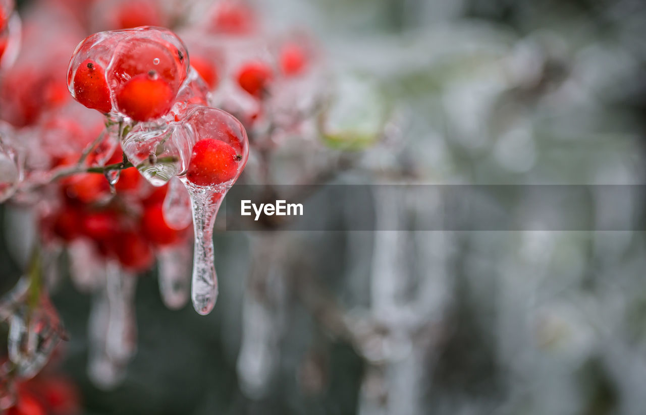 Close-up of frozen red berries during winter