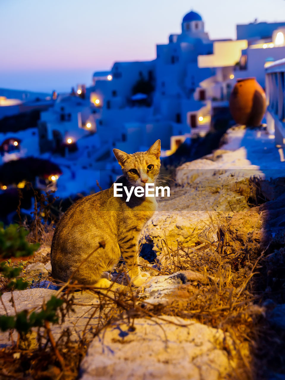 Cat and traditional white cave house on santorini island. santorini, cyclades, greece. night view 