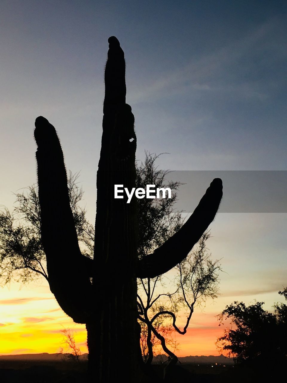 SILHOUETTE OF CACTUS AGAINST SKY DURING SUNSET