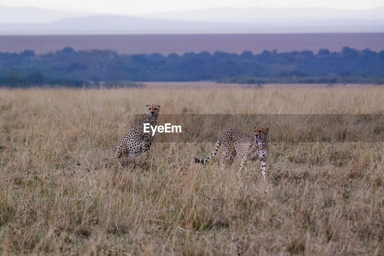 Pair of cheetahs in the grass in the maasai mara, kenya