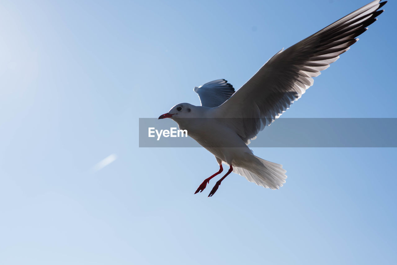 LOW ANGLE VIEW OF SEAGULLS FLYING