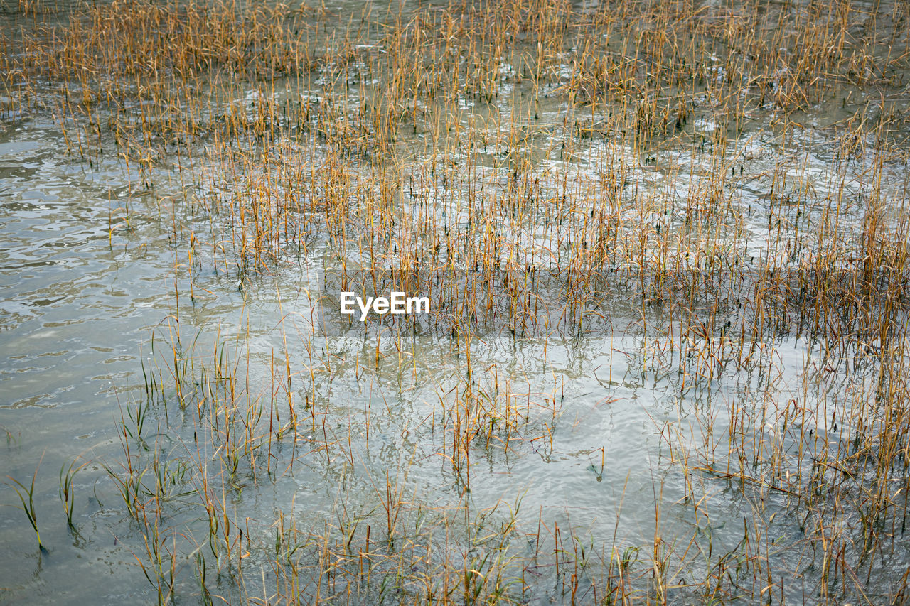 FULL FRAME SHOT OF LAKE