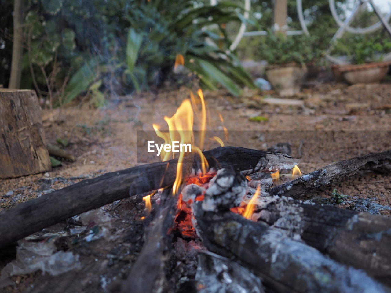 Close-up of fire on log