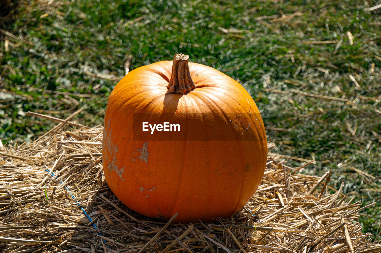 Close-up of pumpkin on field