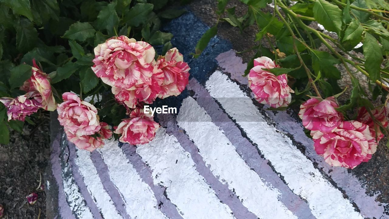 Close-up of pink flowers