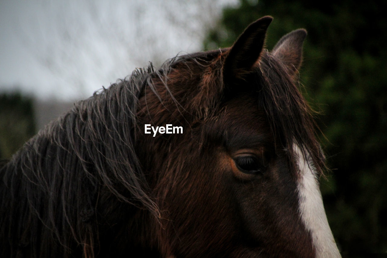 Close-up of horse