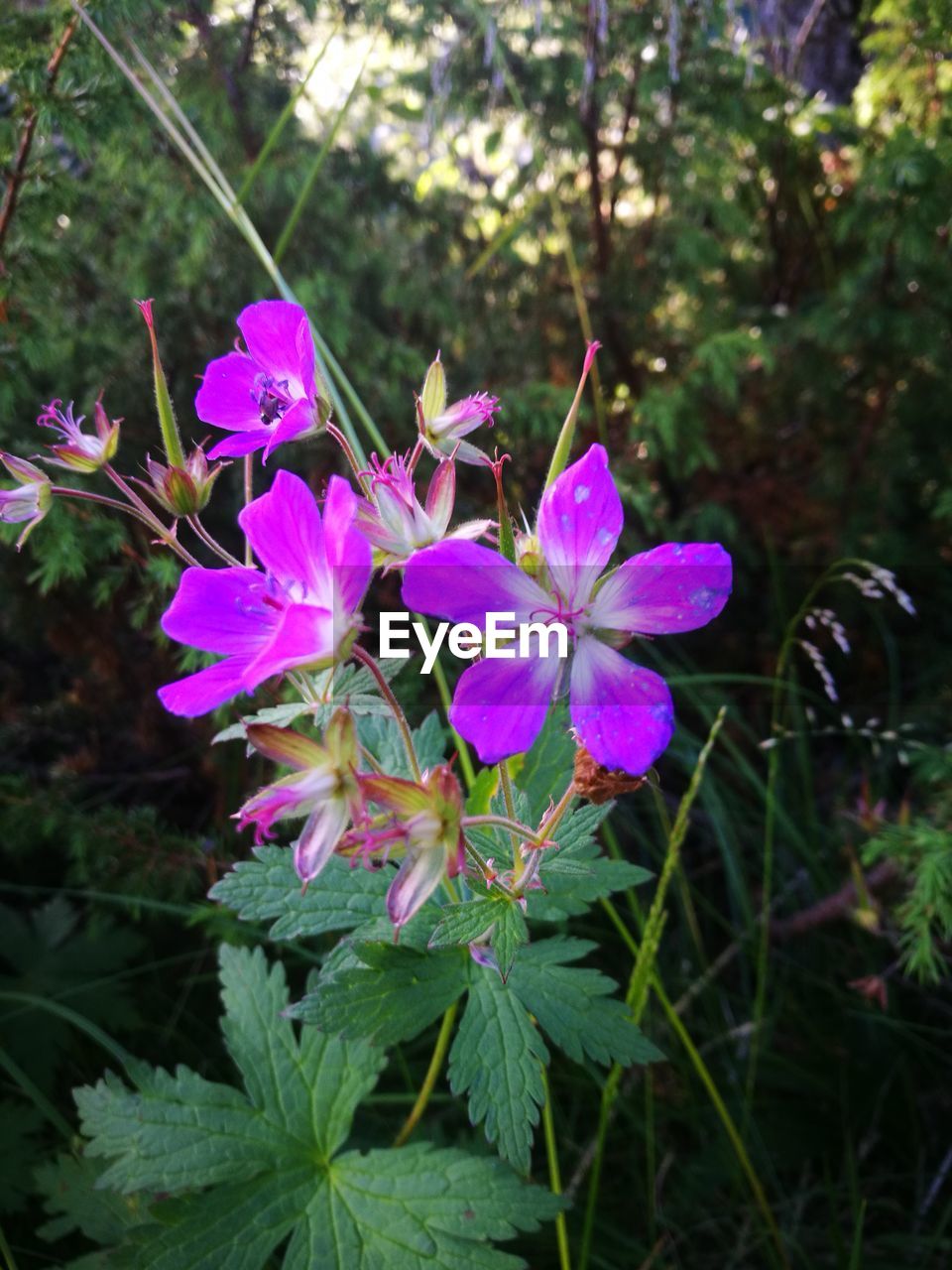 CLOSE-UP OF PURPLE FLOWERS