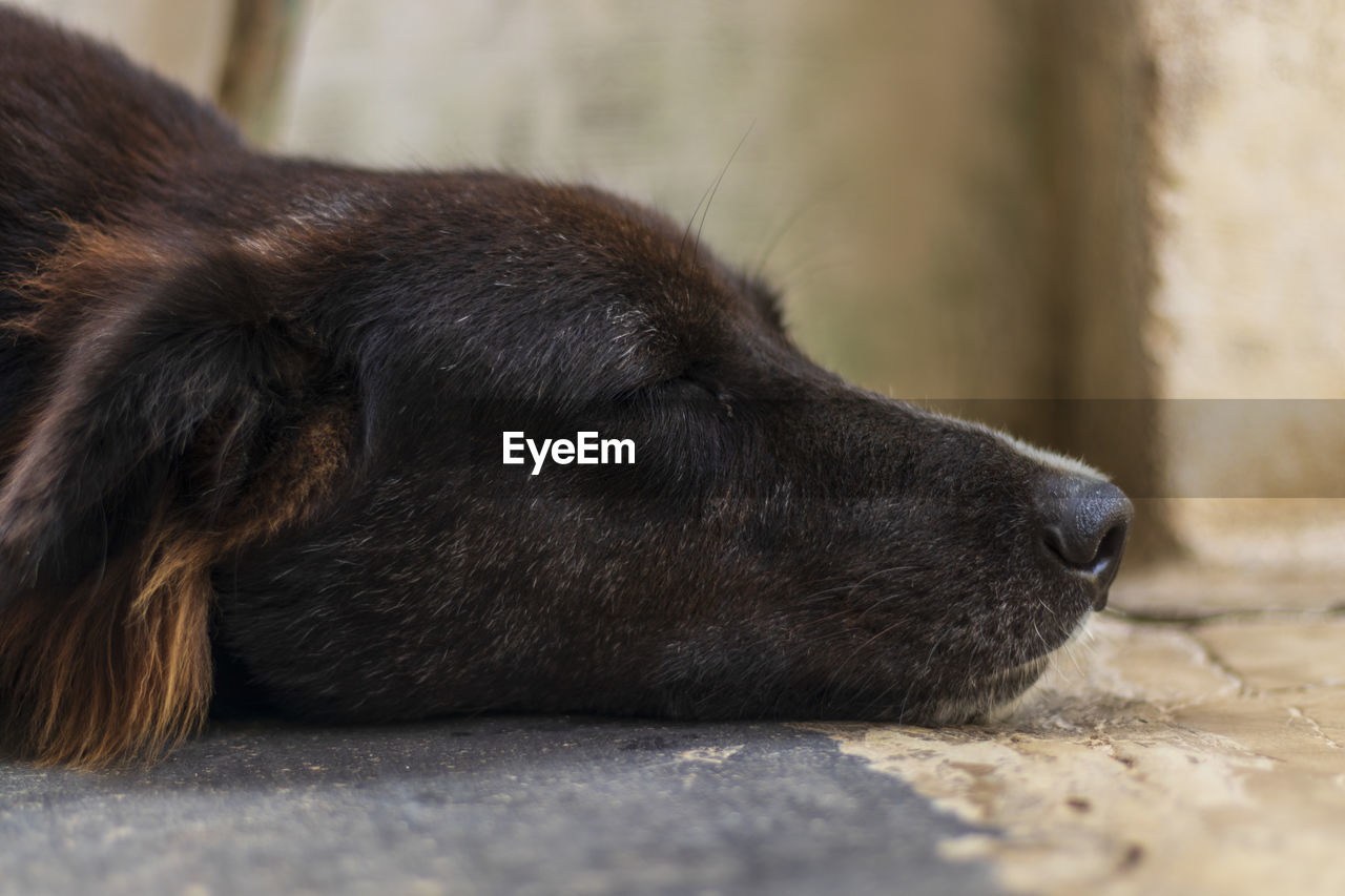 Close-up of a dog resting