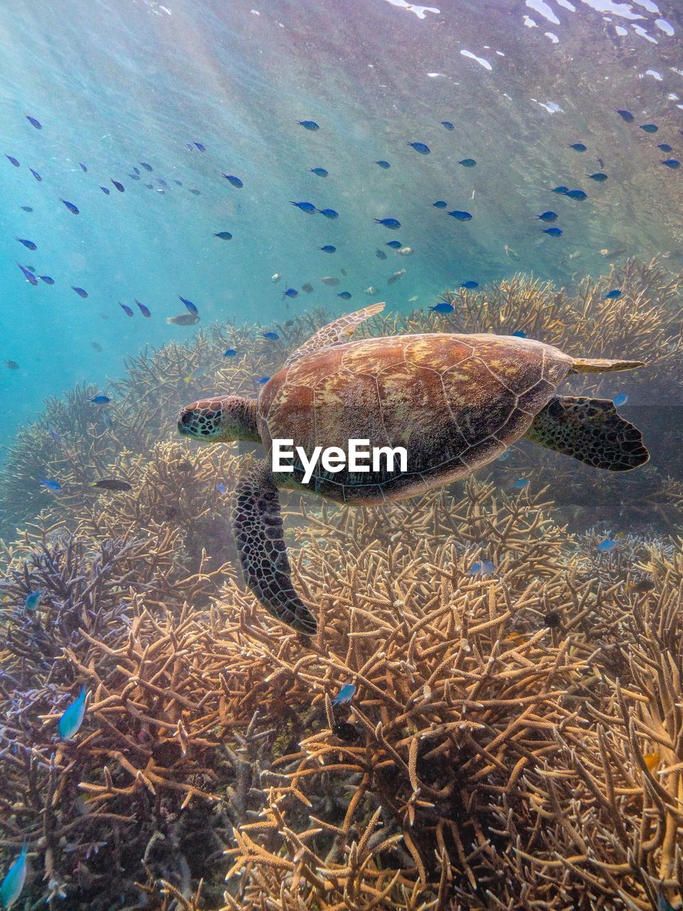 VIEW OF FISH SWIMMING