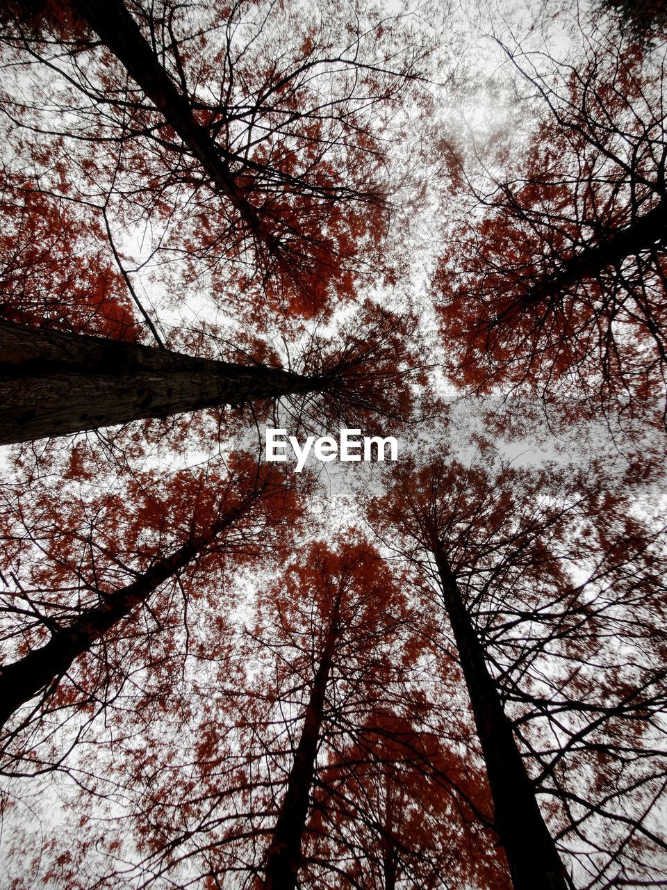 LOW ANGLE VIEW OF BARE TREES AGAINST SKY