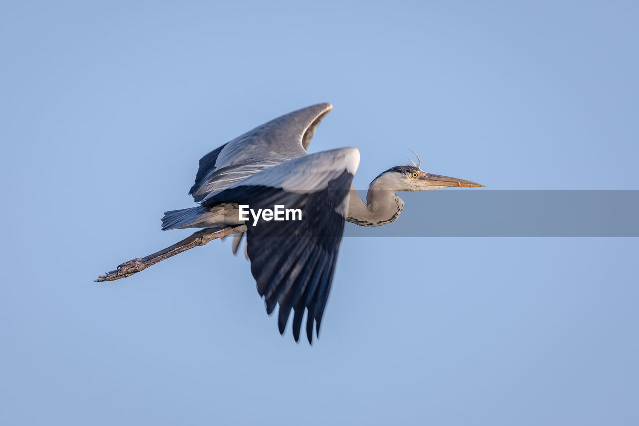 LOW ANGLE VIEW OF A BIRD FLYING IN THE SKY