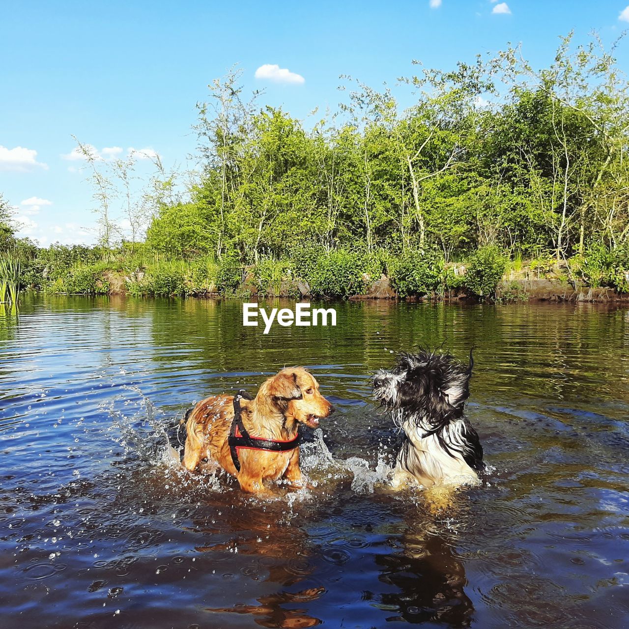 DOG IN LAKE