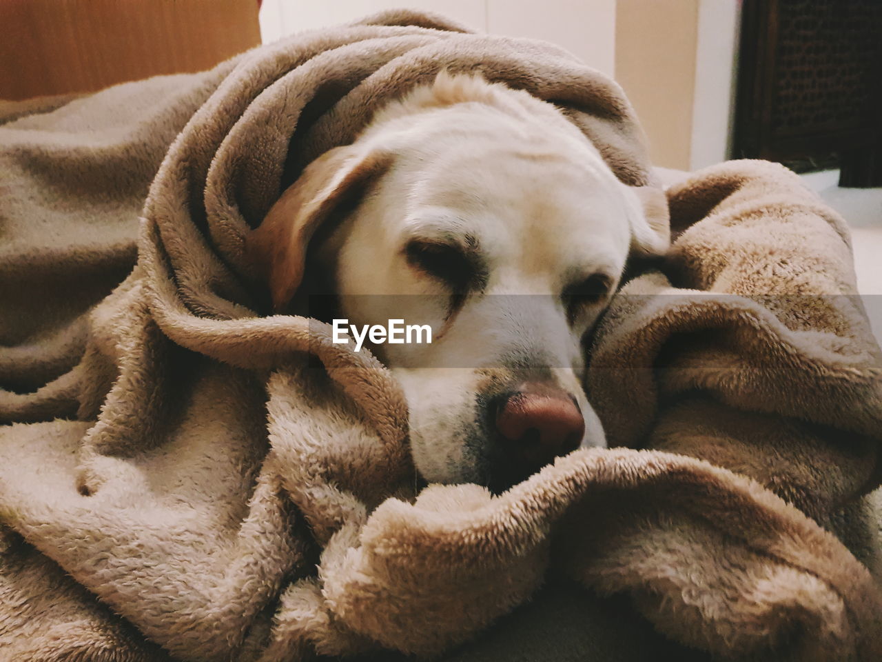 CLOSE-UP OF DOG SLEEPING ON FLOOR