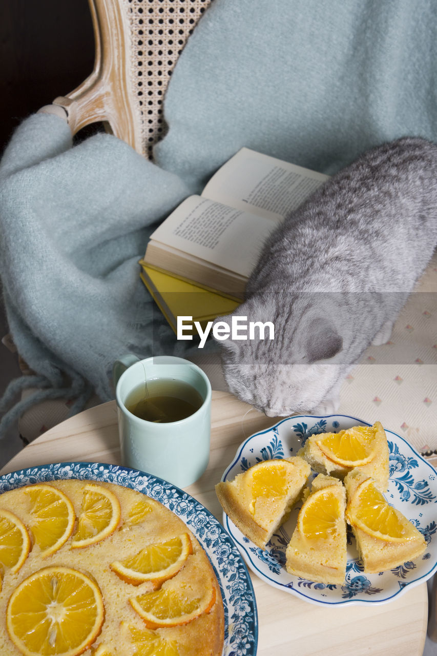 Gray kitten sits in an armchair with a orange pie and books, cozy vibes,