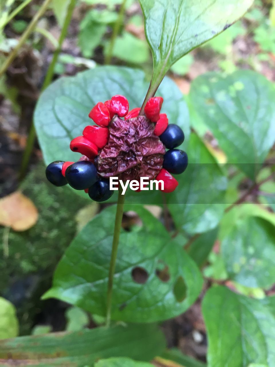 CLOSE-UP OF RED BERRIES ON TREE