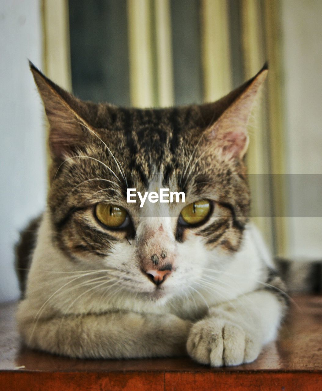 CLOSE-UP PORTRAIT OF CAT ON BLANKET