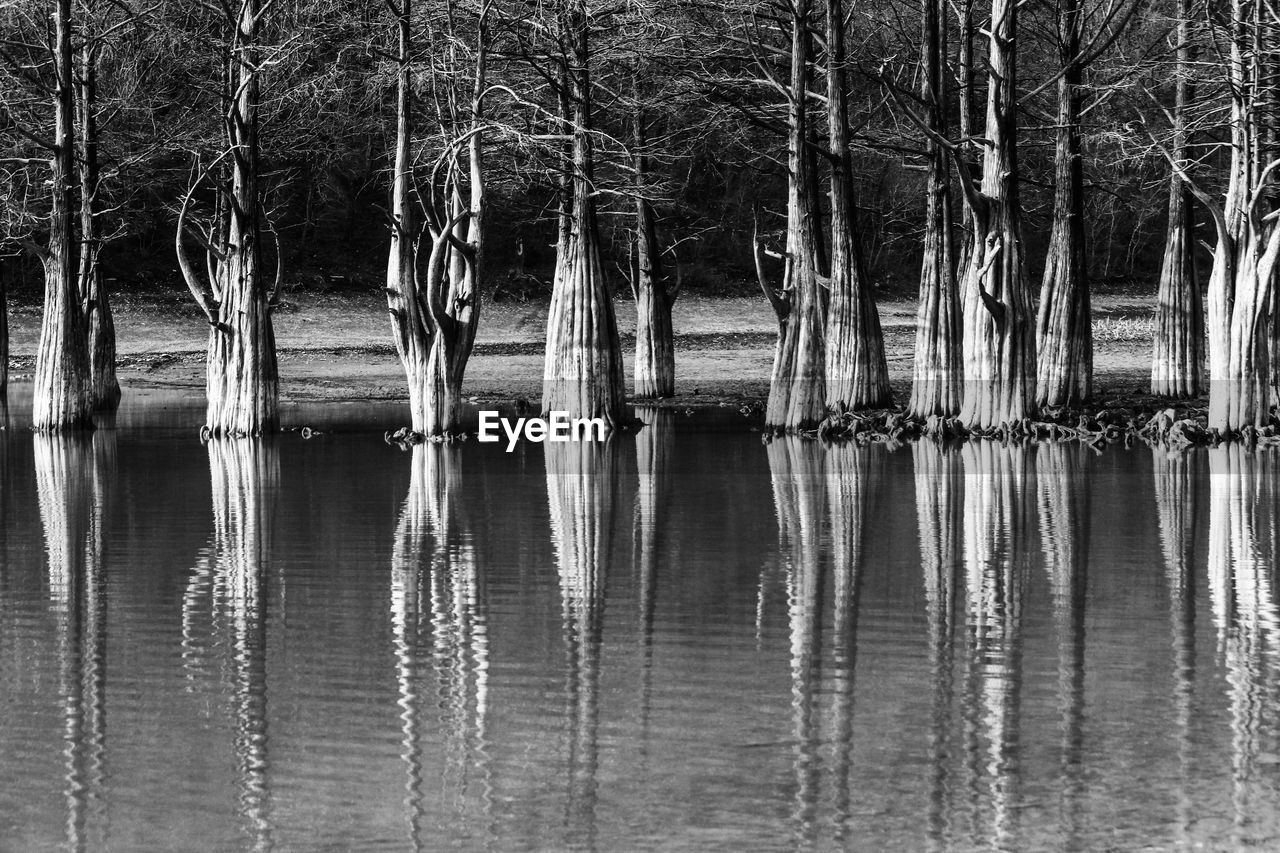 PANORAMIC SHOT OF BARE TREES BY LAKE