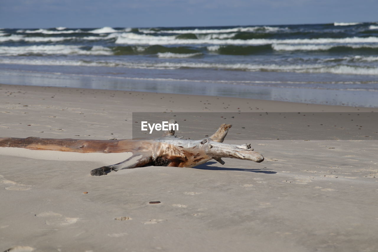 View of driftwood on beach