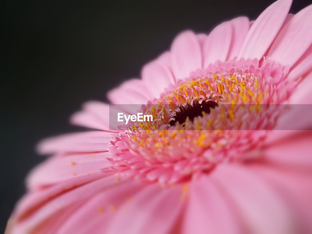 Close-up of pink daisy flower against black background