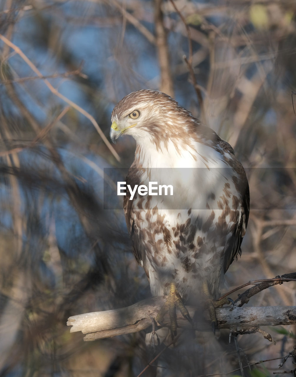 Red-tail hawk