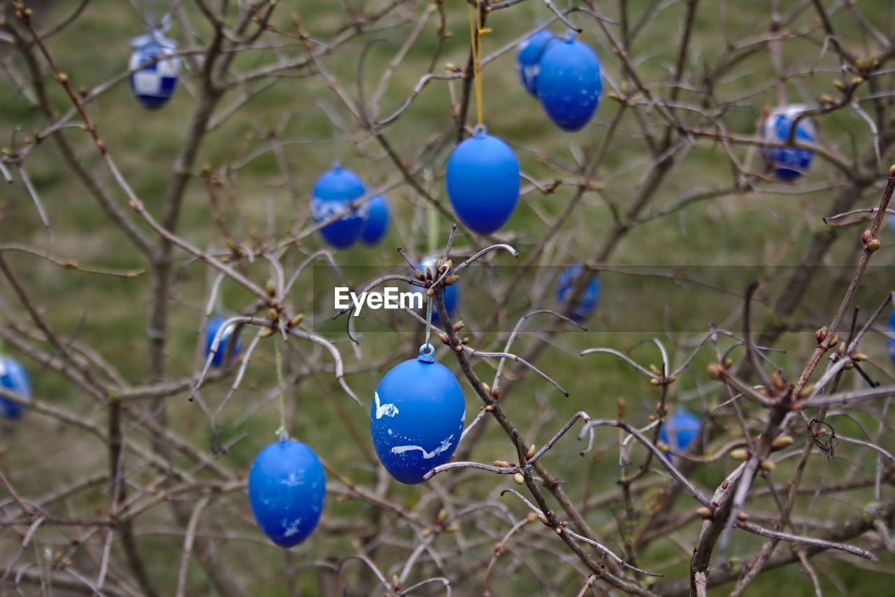 Blue easter eggs hanging on bare tree