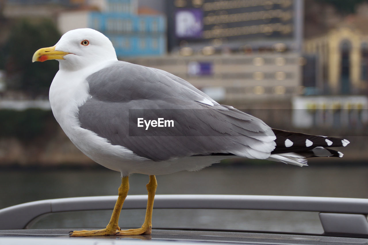 CLOSE-UP OF SEAGULL PERCHING ON RAILING OUTDOORS