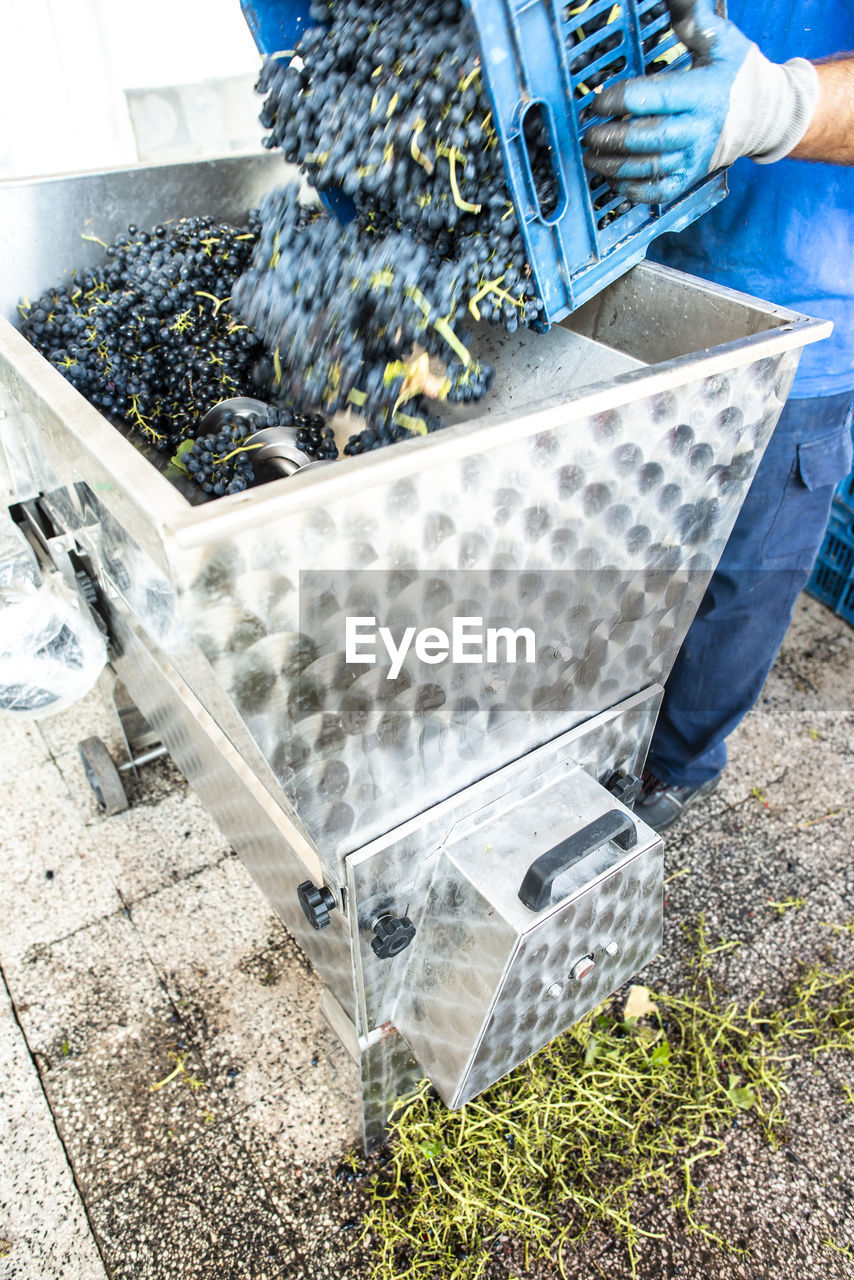 Low section of manual worker falling grapes in machinery at factory