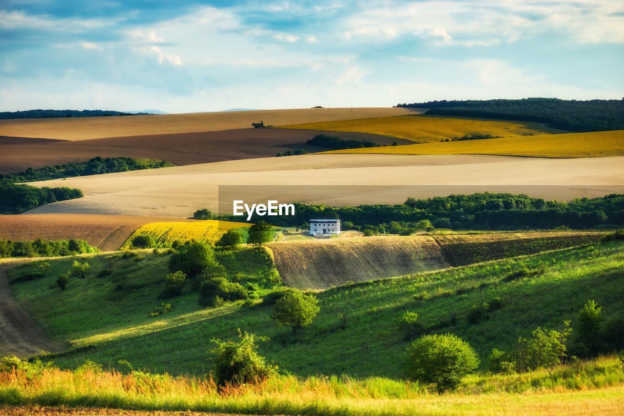 Scenic view of agricultural field against sky