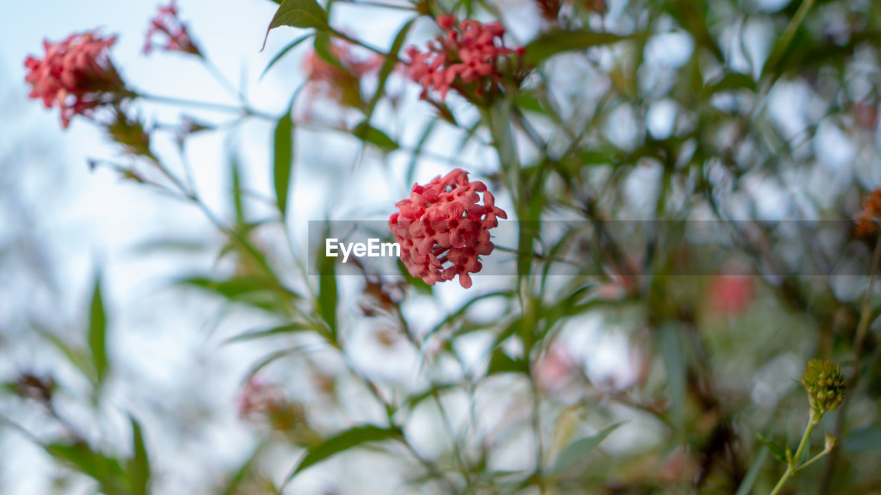 Close-up of red flowering plant