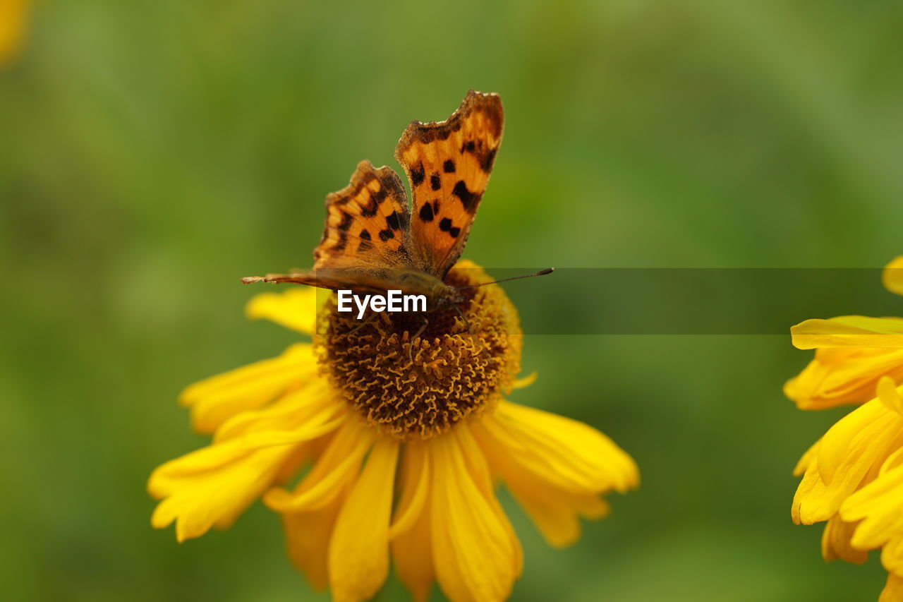 flower, flowering plant, beauty in nature, animal wildlife, plant, animal themes, freshness, insect, yellow, animal, fragility, nature, petal, close-up, flower head, one animal, wildlife, macro photography, focus on foreground, butterfly, no people, growth, animal wing, wildflower, inflorescence, outdoors, meadow, macro, pollination, animal body part, pollen, summer, day, selective focus, prairie, honey bee, perching, tranquility, eating