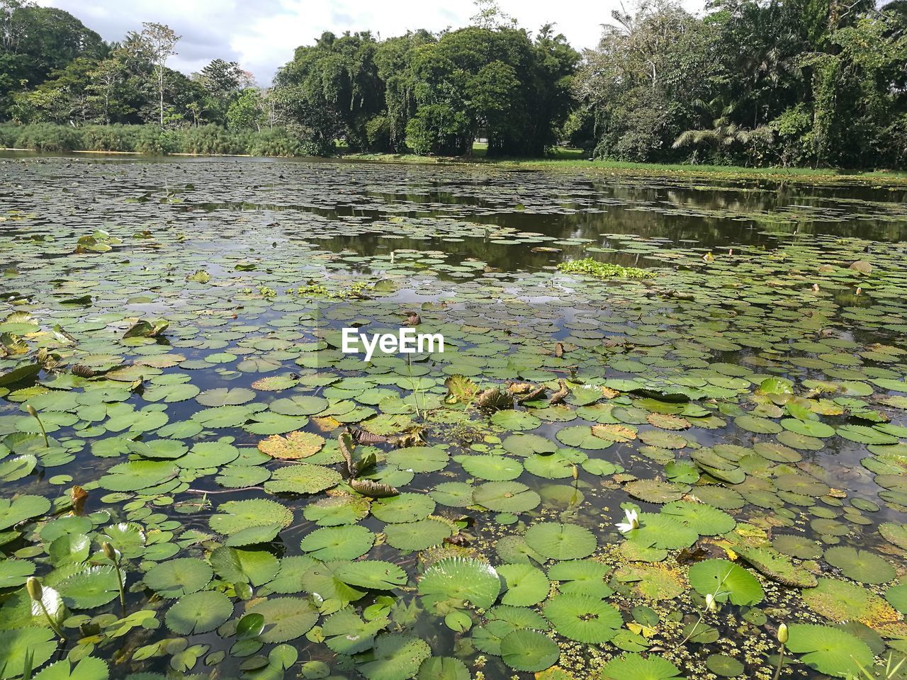 LOTUS WATER LILY IN LAKE