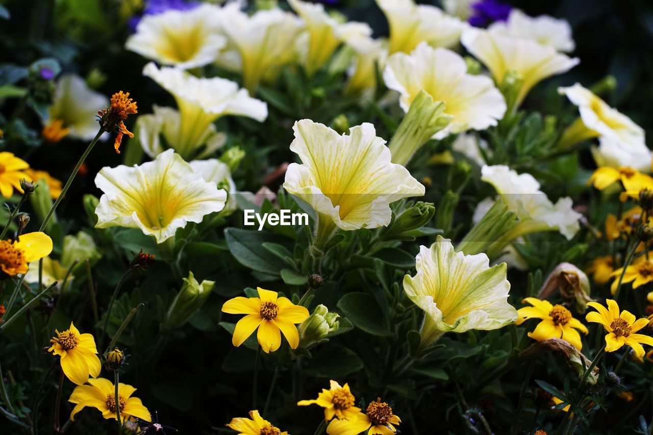 CLOSE-UP OF YELLOW FLOWERS ON PLANT