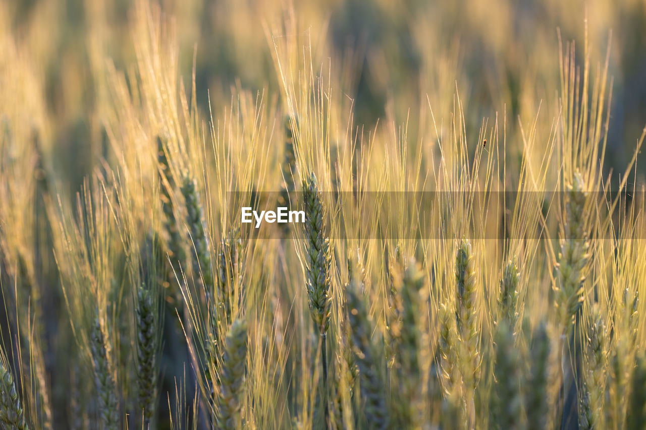 plant, agriculture, crop, cereal plant, field, growth, rural scene, land, food, landscape, wheat, nature, farm, beauty in nature, grass, no people, barley, close-up, backgrounds, summer, food grain, food and drink, prairie, sunlight, plant stem, outdoors, rye, gold, tranquility, environment, selective focus, scenics - nature, day, focus on foreground, sky