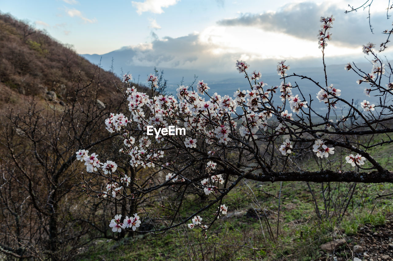 PINK CHERRY BLOSSOMS AGAINST SKY