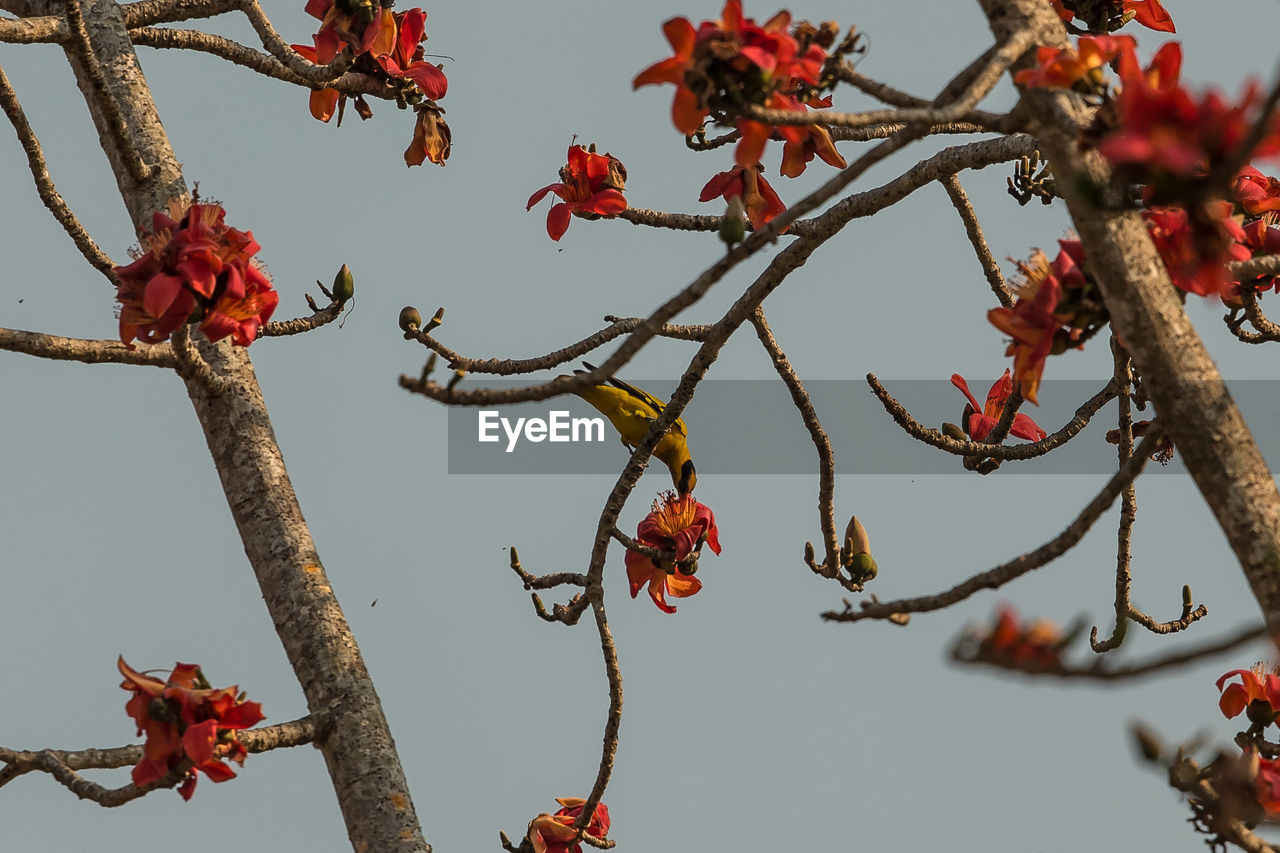 LOW ANGLE VIEW OF RED FLOWERING TREE