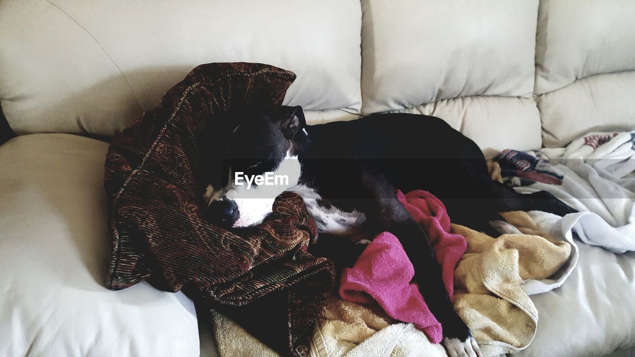 Dog  lying on bed