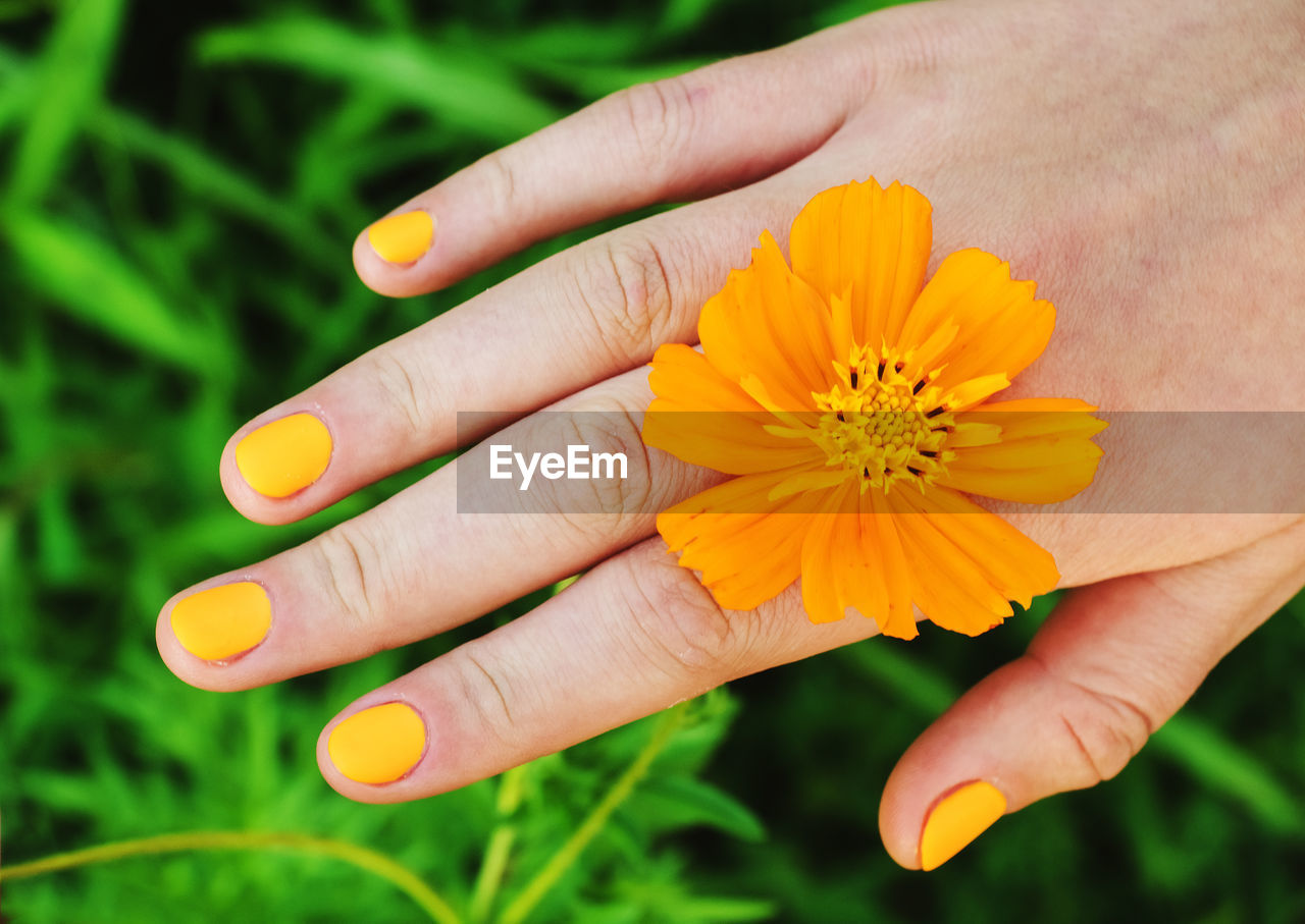 Orange flower in a female palm